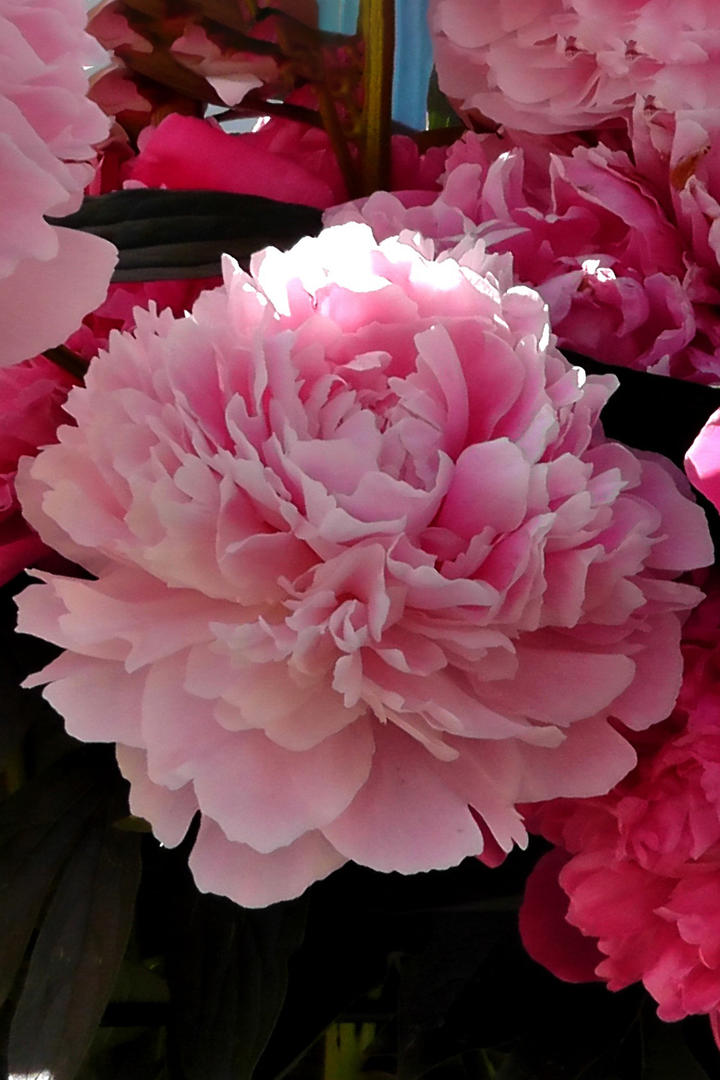 腾讯视频回复刘亦菲